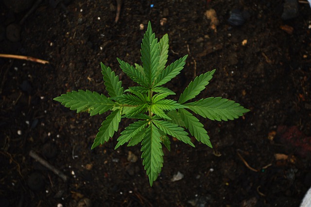 Nasiona marihuany – co może im zaszkodzić?